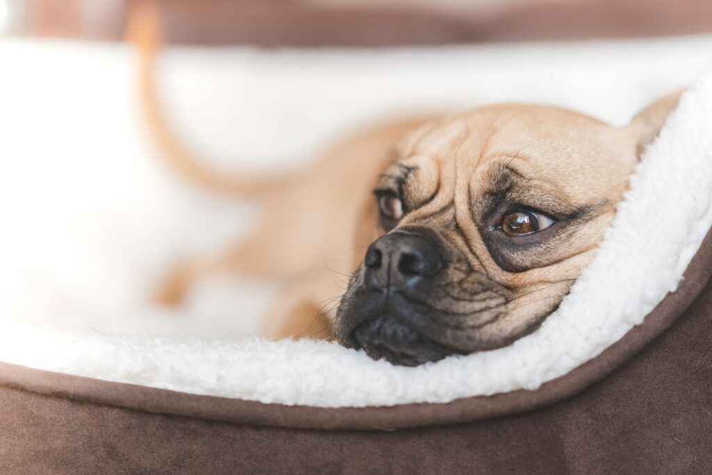 Hond die opgerold ligt te slapen op een opgemaakt bed